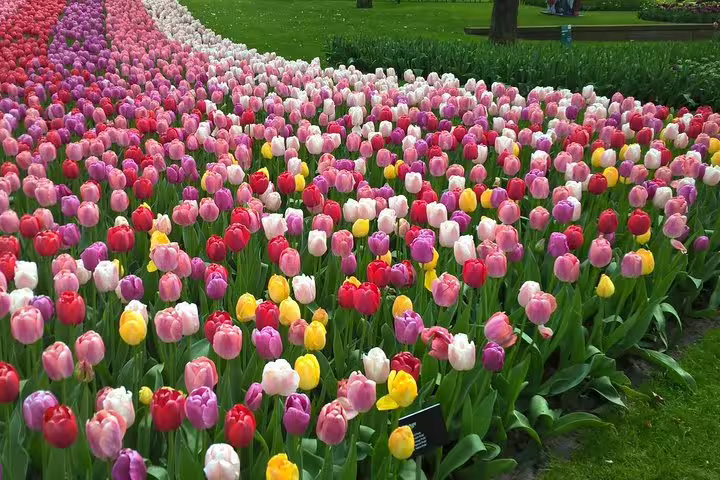 Rainbow tulip fields in Keukenhof Gardens near Amsterdam, featured on the Zaanse Schans windmills tour