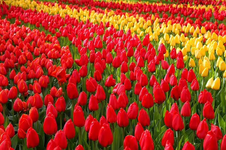 Close-up rows of red and yellow tulips in Keukenhof, perfect for a private half-day tulip fields tour from Amsterdam