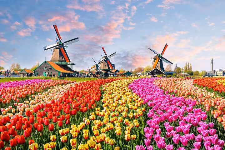 Colorful Dutch tulip fields with historic windmills, ideal for a private Keukenhof skip-the-line tour