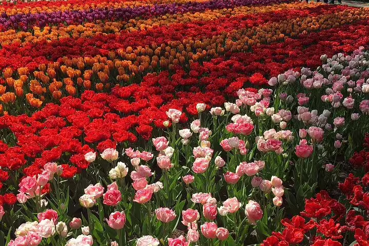 Colorful tulip beds in full bloom at Keukenhof Gardens on a half-day tour from Amsterdam