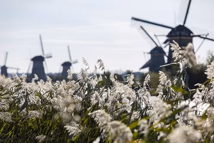 Kinderdijk windmills framed by wild grasses, scenic stop on a private tour from Amsterdam to Delft and The Hague