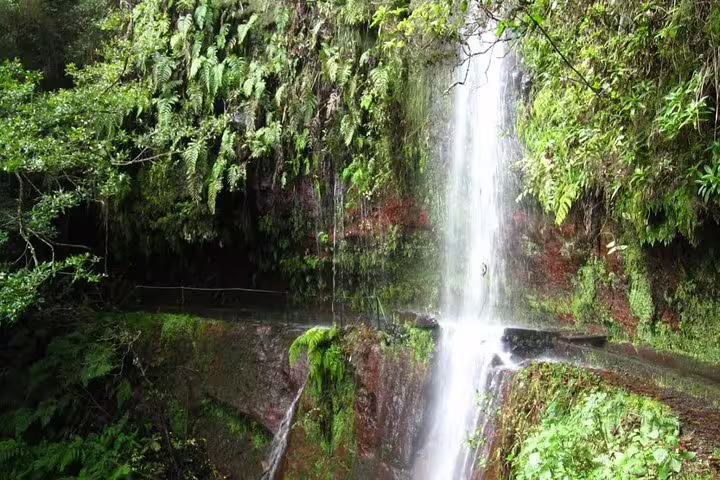 Lush waterfall cascading over moss-covered rocks and ferns at King's Levada, perfect for nature lovers and hikers.