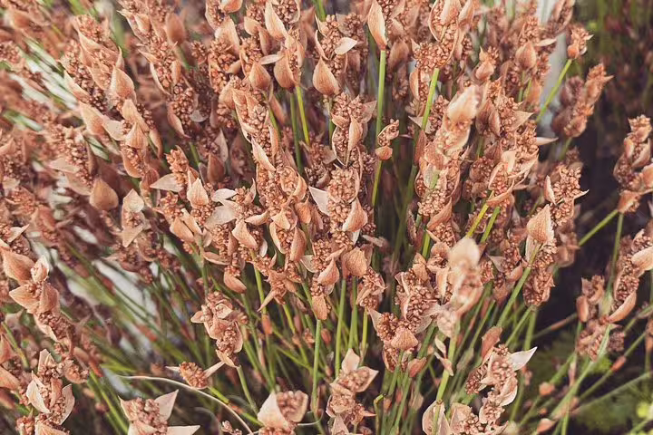 Close-up of indigenous fynbos flowers in Kirstenbosch Gardens, showcasing rich biodiversity on the Table Mountain tour.
