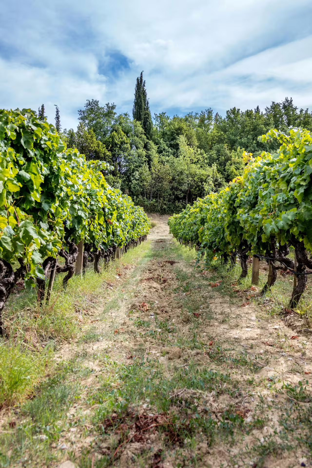 Vineyard rows in Konavle Valley near Dubrovnik, a scenic stop on the wine tasting tour with train ride
