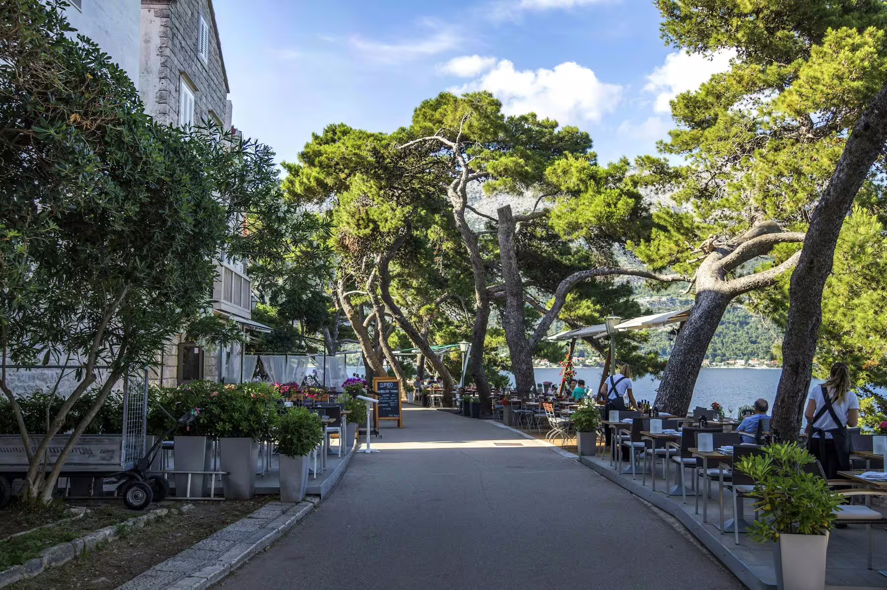 Seafront promenade with pine trees and cafes in Korcula, stop on Legends of Peljesac & Korcula tour
