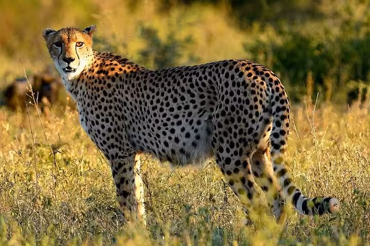 Cheetah standing in golden grass, captured during Kruger Park full day safari, showcasing wildlife in natural habitat.