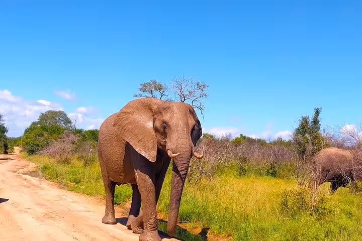Large elephant walking along a dirt path under clear blue skies in Kruger Park during a guided safari experience.