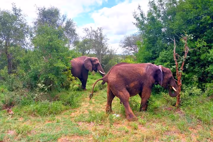 Elephants leisurely graze in the verdant landscape of Kruger National Park, offering a serene scene on a guided safari tour.