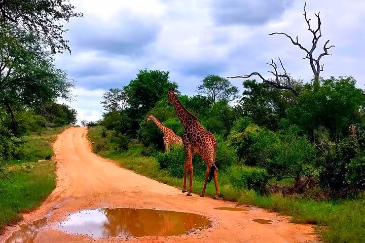 Two giraffes gracefully cross a dirt road in Kruger National Park, surrounded by lush greenery on a guided safari adventure.