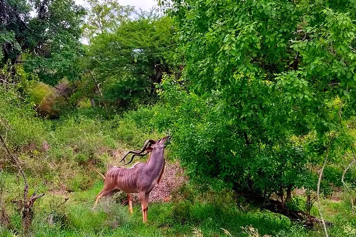 Kudu antelope grazing under lush green trees in Kruger Park on a full day guided safari adventure.