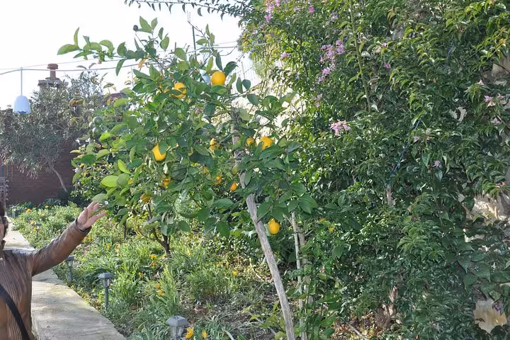 Lemon tree in a lush Turkish village garden visited on Kusadasi Port private tour, Aegean countryside