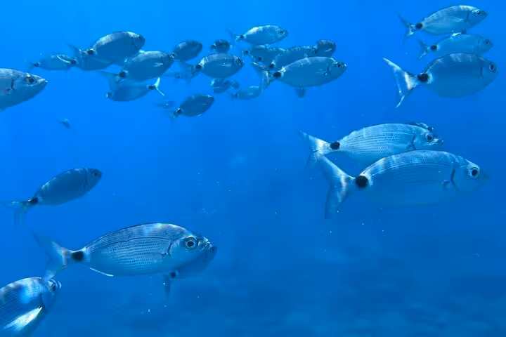 A school of fish swims in the crystal-clear waters near La Spezia, showcasing marine beauty on the 3 Islands boat tour.