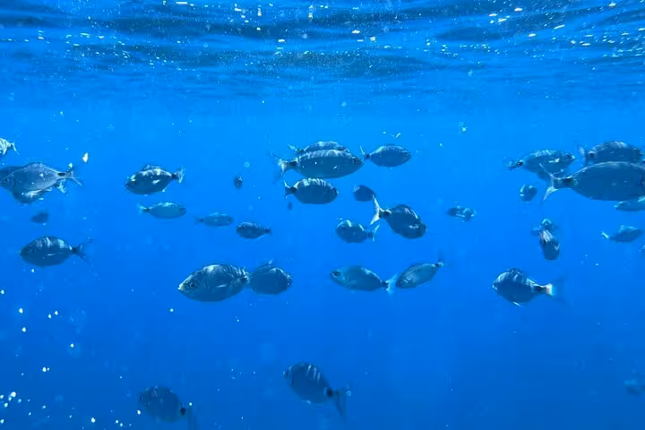 School of fish swimming in clear blue waters, a highlight of the underwater experience on La Spezia boat tour.