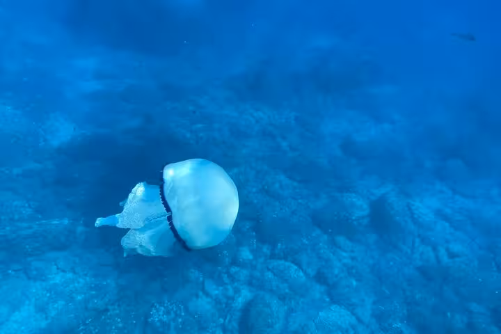 A jellyfish gracefully floats in the clear blue waters near La Spezia, highlighting marine life on the Portovenere boat tour.