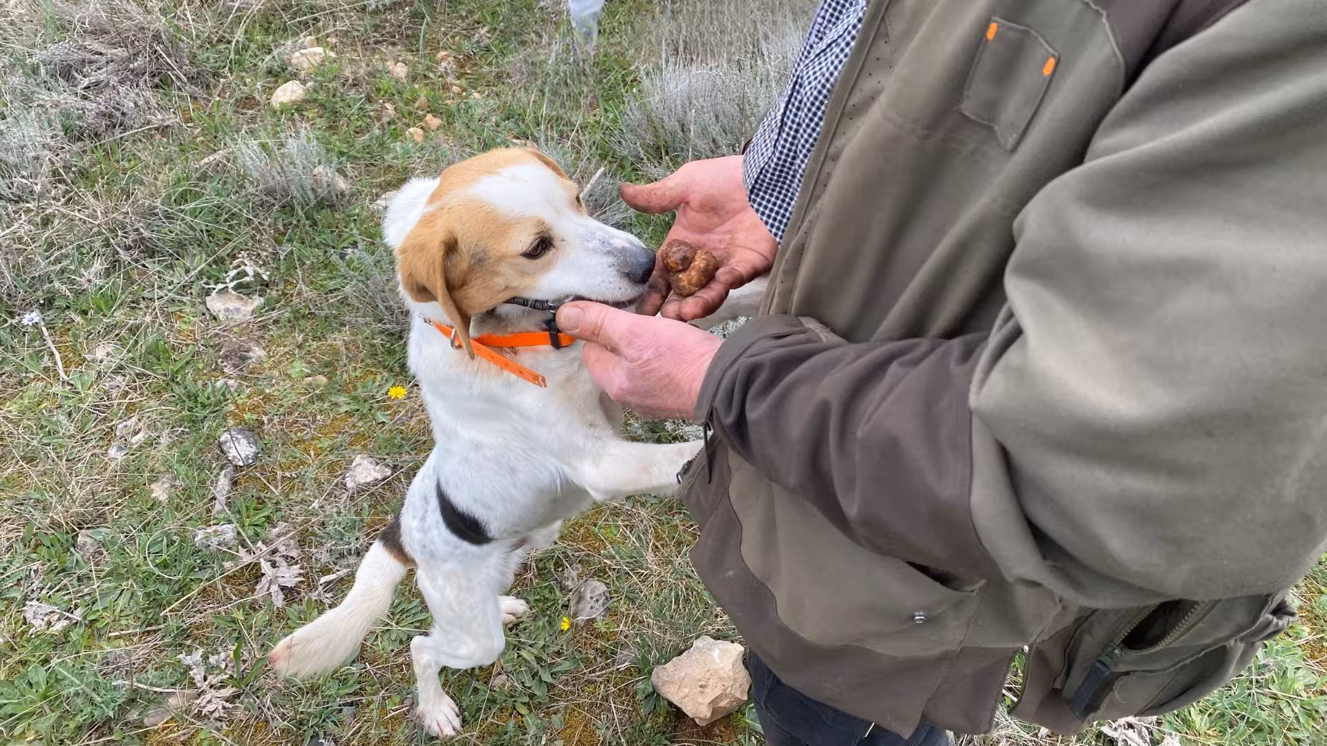 A truffle-hunting dog eagerly inspects freshly found truffles during a Laconi excursion in lush countryside.