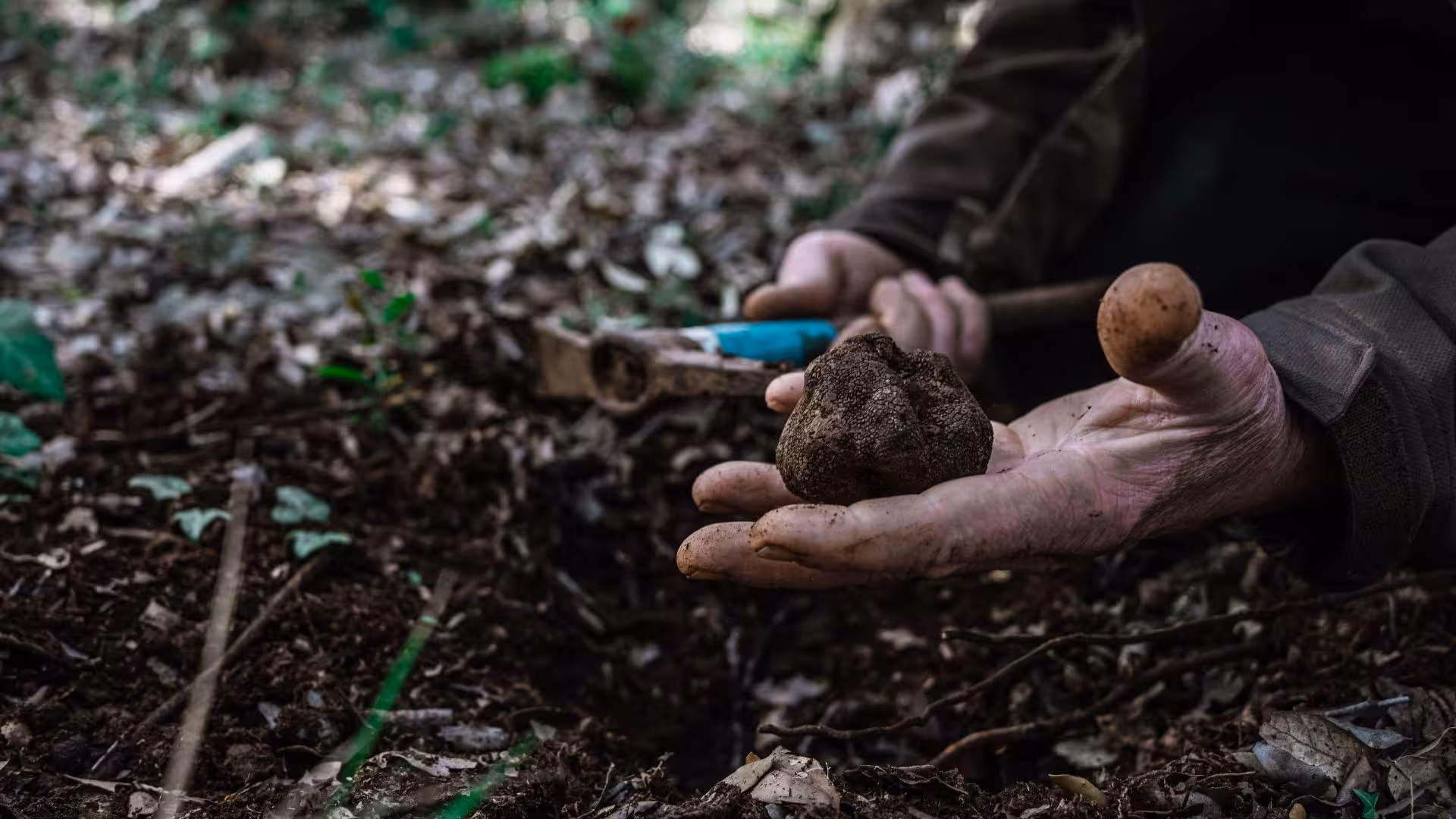 Close-up of freshly unearthed truffle during a Laconi hunting expedition, highlighting rich forest soil.