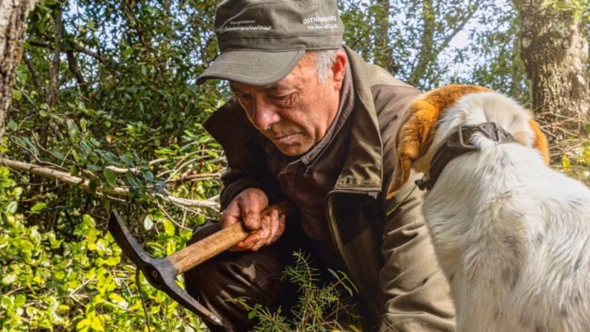 Experienced guide and dog truffle hunting in Laconi forest for an authentic culinary adventure.