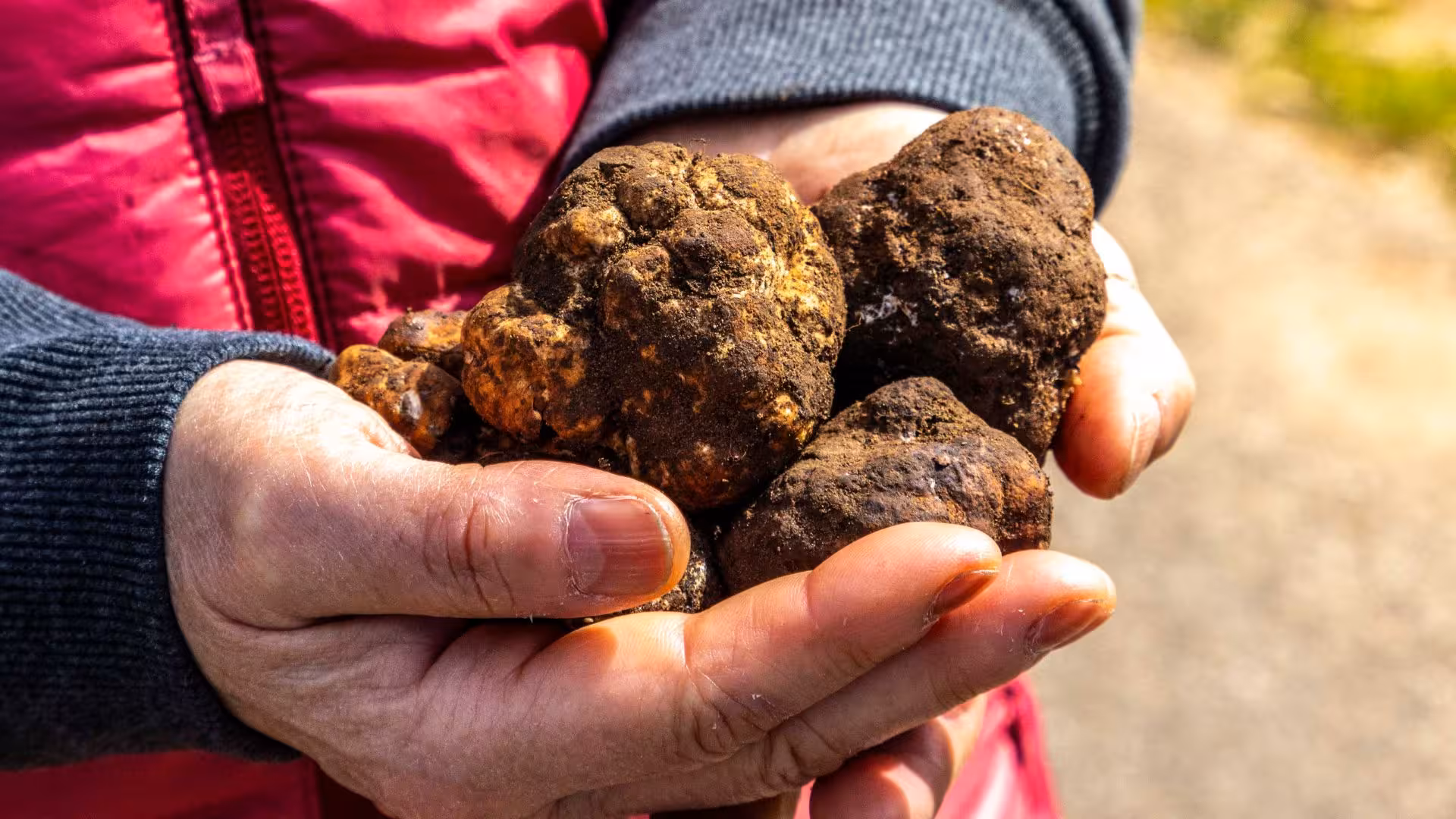 Hands holding freshly unearthed truffles, highlighting the rich, earthy bounty found during the Laconi truffle hunt.