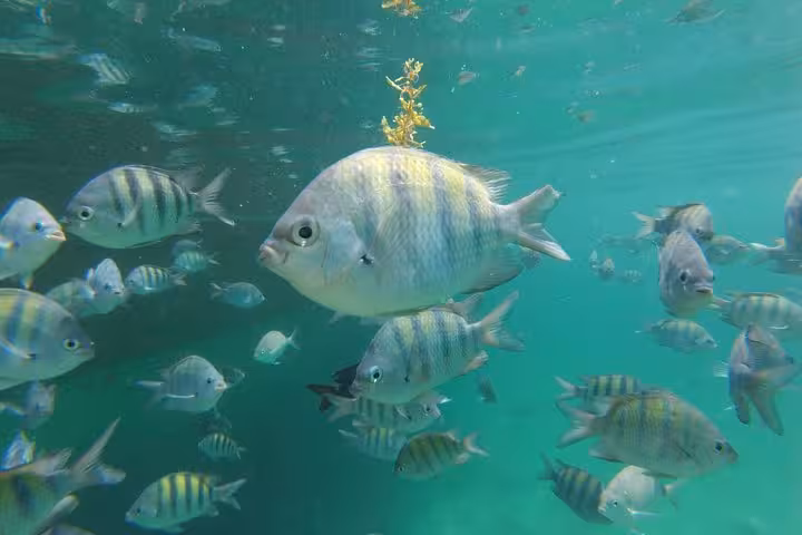 Close-up of colorful fish swimming in the crystal-clear waters of Lagoa Azul, showcasing vibrant marine life.