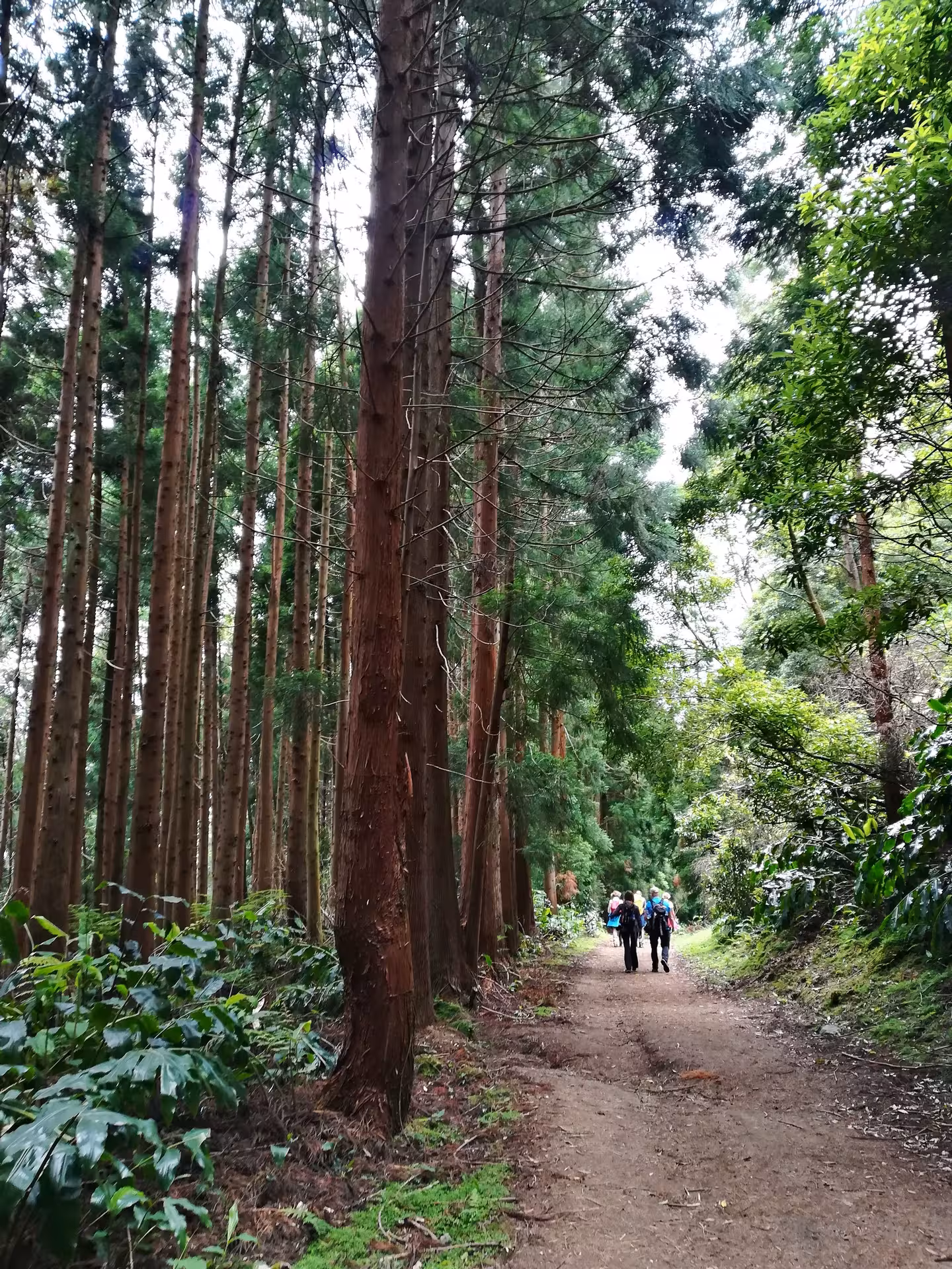Hikers on forest trail during Lagoa do Fogo full-day walking tour in São Miguel, Azores