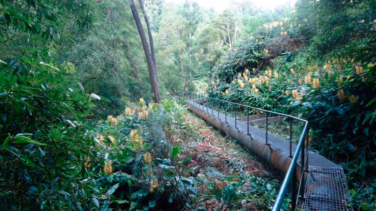 Narrow metal walkway along old water channel through dense Azores forest on Lagoa do Fogo and Wild Lakes Jeep adventure