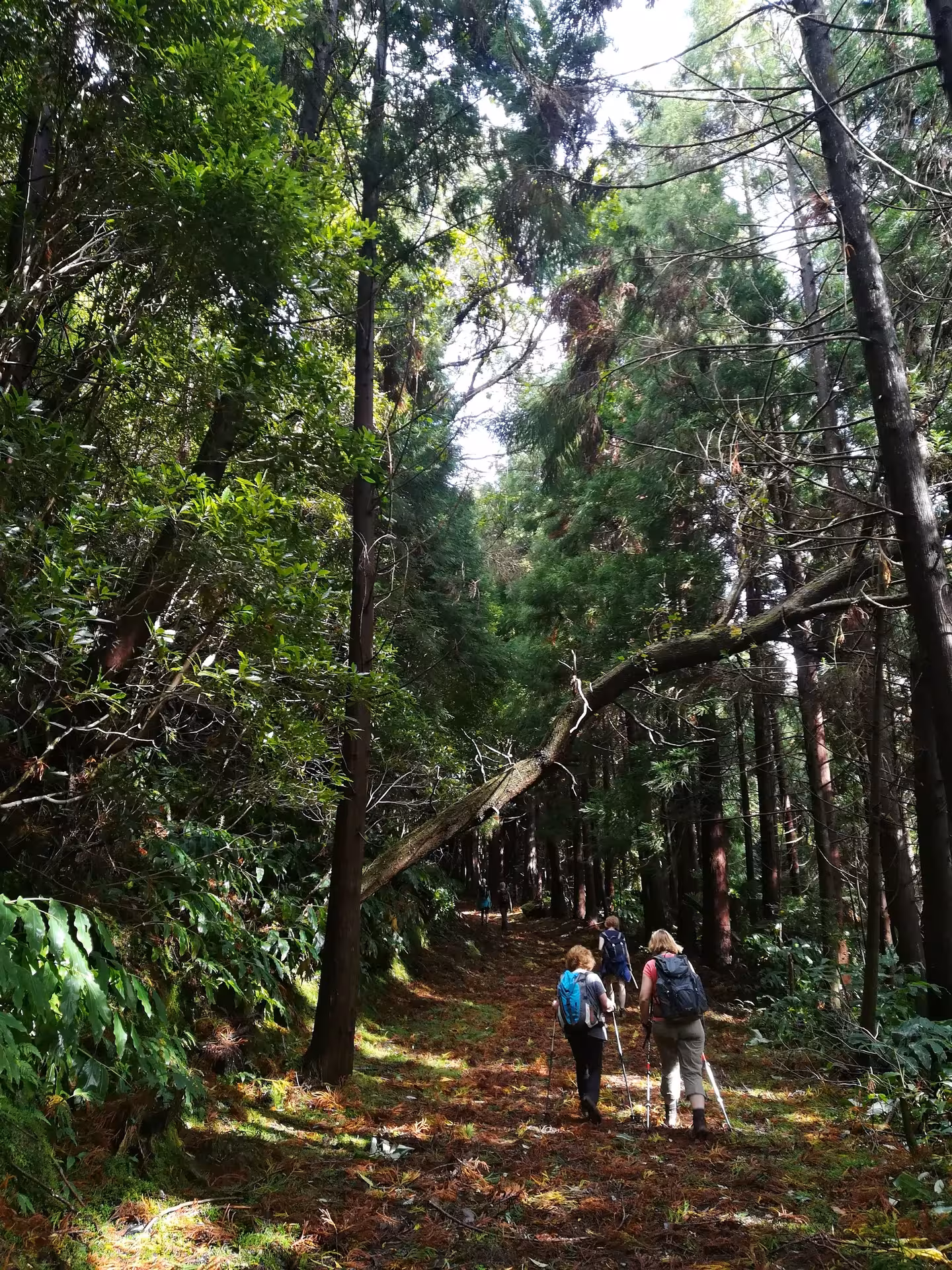 Guided hikers trekking through lush Azores forest on Lagoa do Fogo full-day walking tour trail