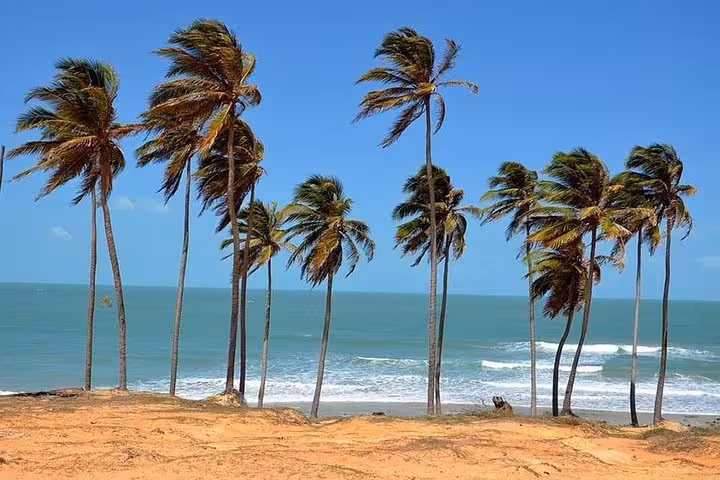 Wind-swept coconut palms above Lagoinha Beach shoreline, Ceará Brazil, a must-see beach tour view