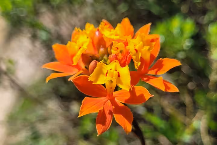 Close-up of vibrant orange and yellow wildflowers blooming in Lagoinha do Leste's natural landscape.