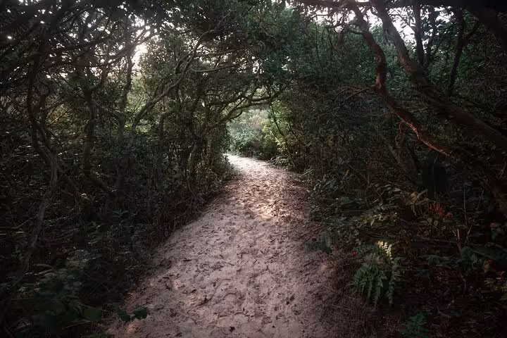 Sandy trail surrounded by dense foliage at Lagoinha do Leste, perfect for hiking and nature photography.