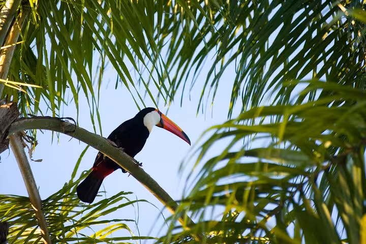 A vibrant toucan perched among lush green palm leaves, ideal for nature photography during Lagoinha do Leste adventures.