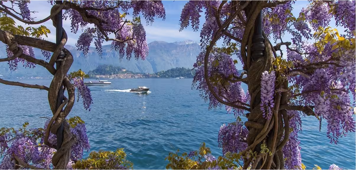 Enchanting Lake Como framed by blooming wisteria and boats, capturing the beauty of a Milan day tour.