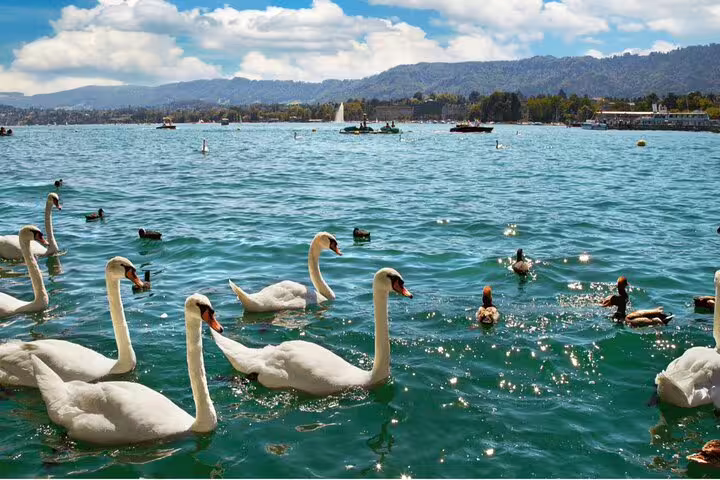Swans gracefully swimming in Lake Zurich with scenic mountain backdrop on a sunny day.