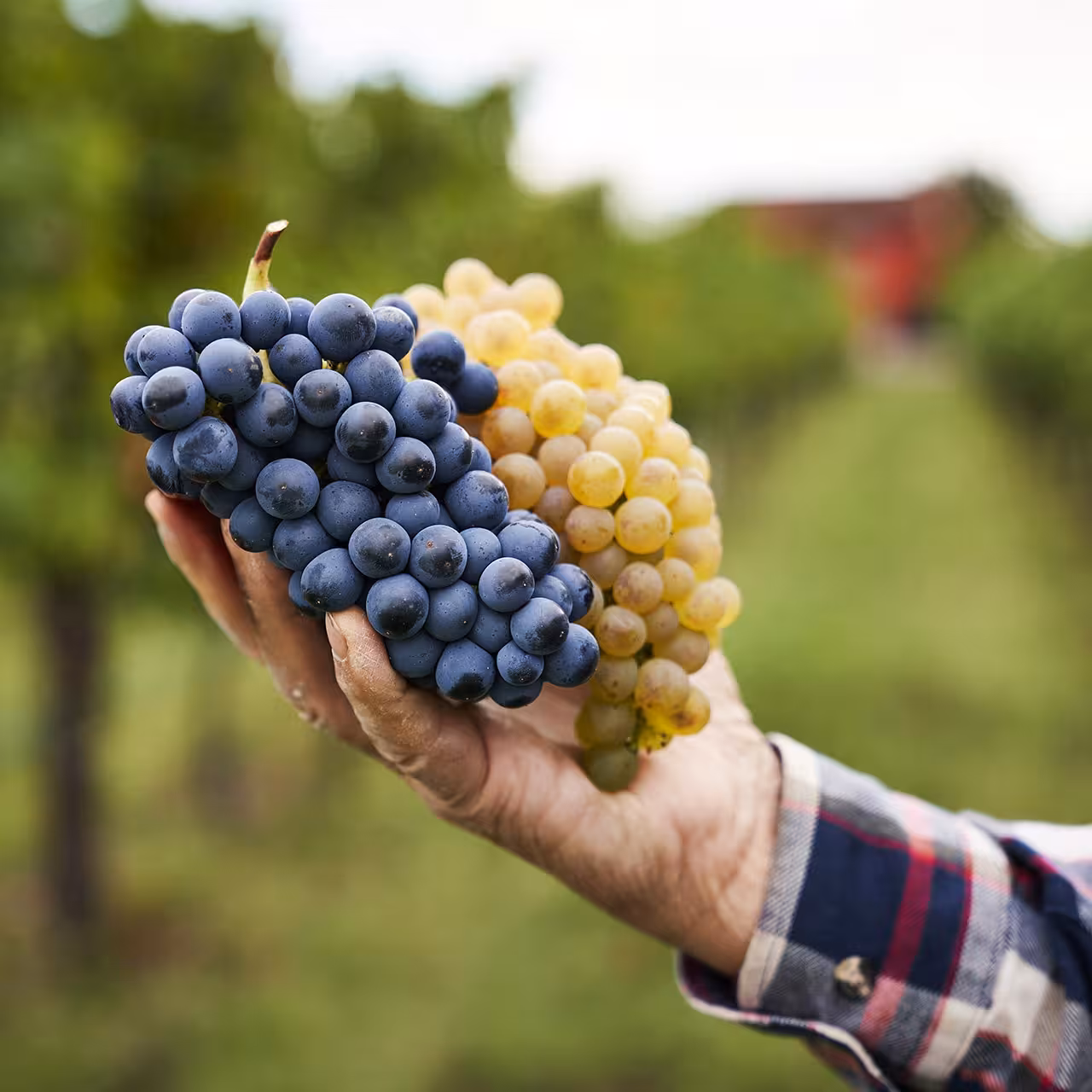 Hand holding fresh Lambrusco grapes in Modena countryside, key ingredient on balsamic vinegar and food tasting tour