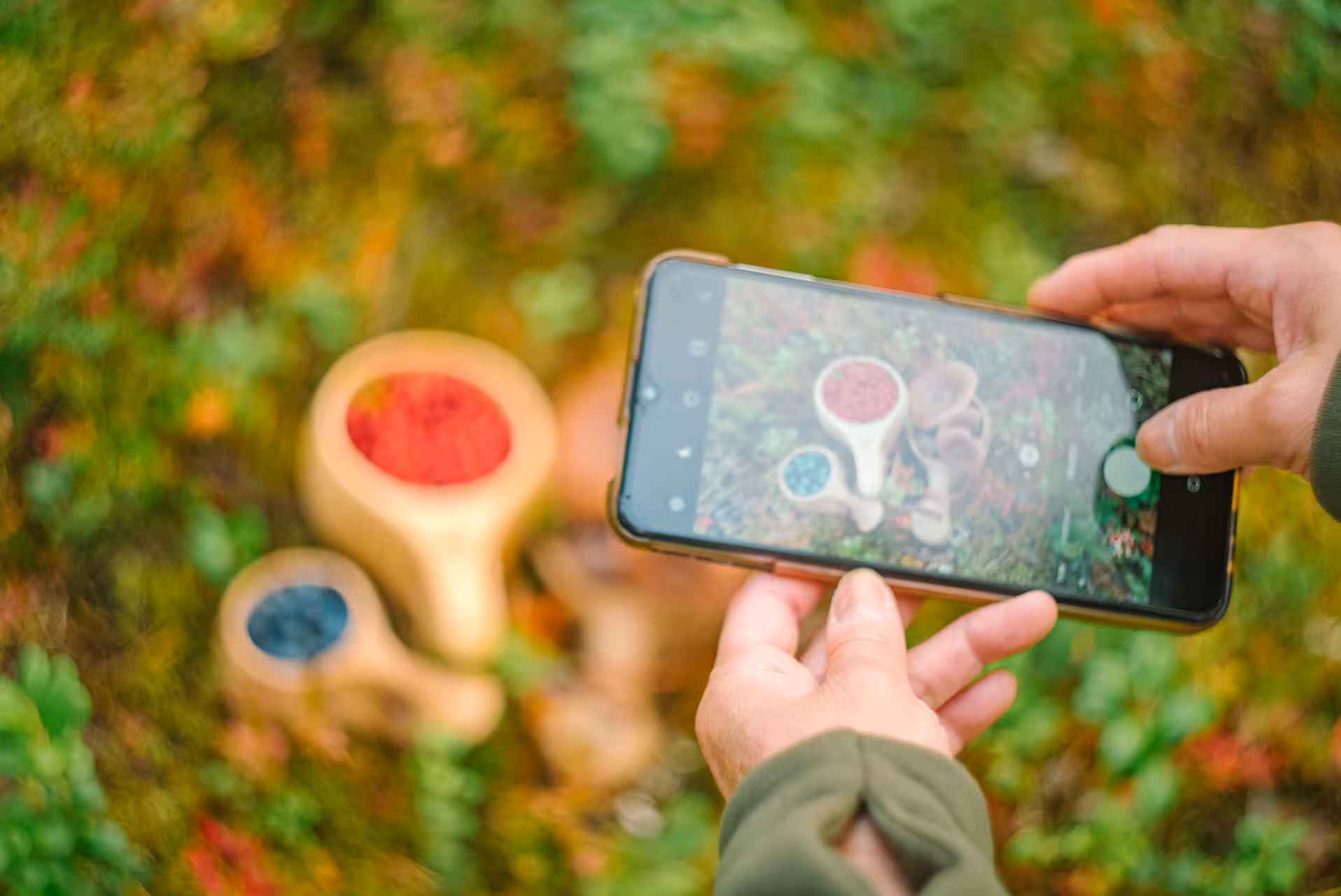 Hands photographing colorful wild berries in cups during a Lapland foraging adventure.