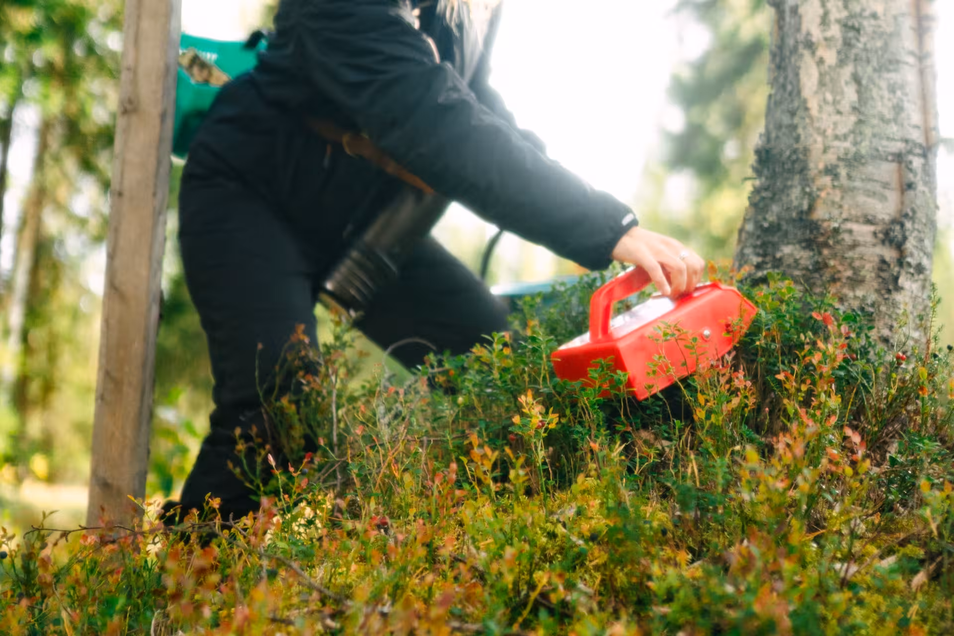 Person foraging wild berries with a red picker in the lush Lapland forest during a mushroom tour.