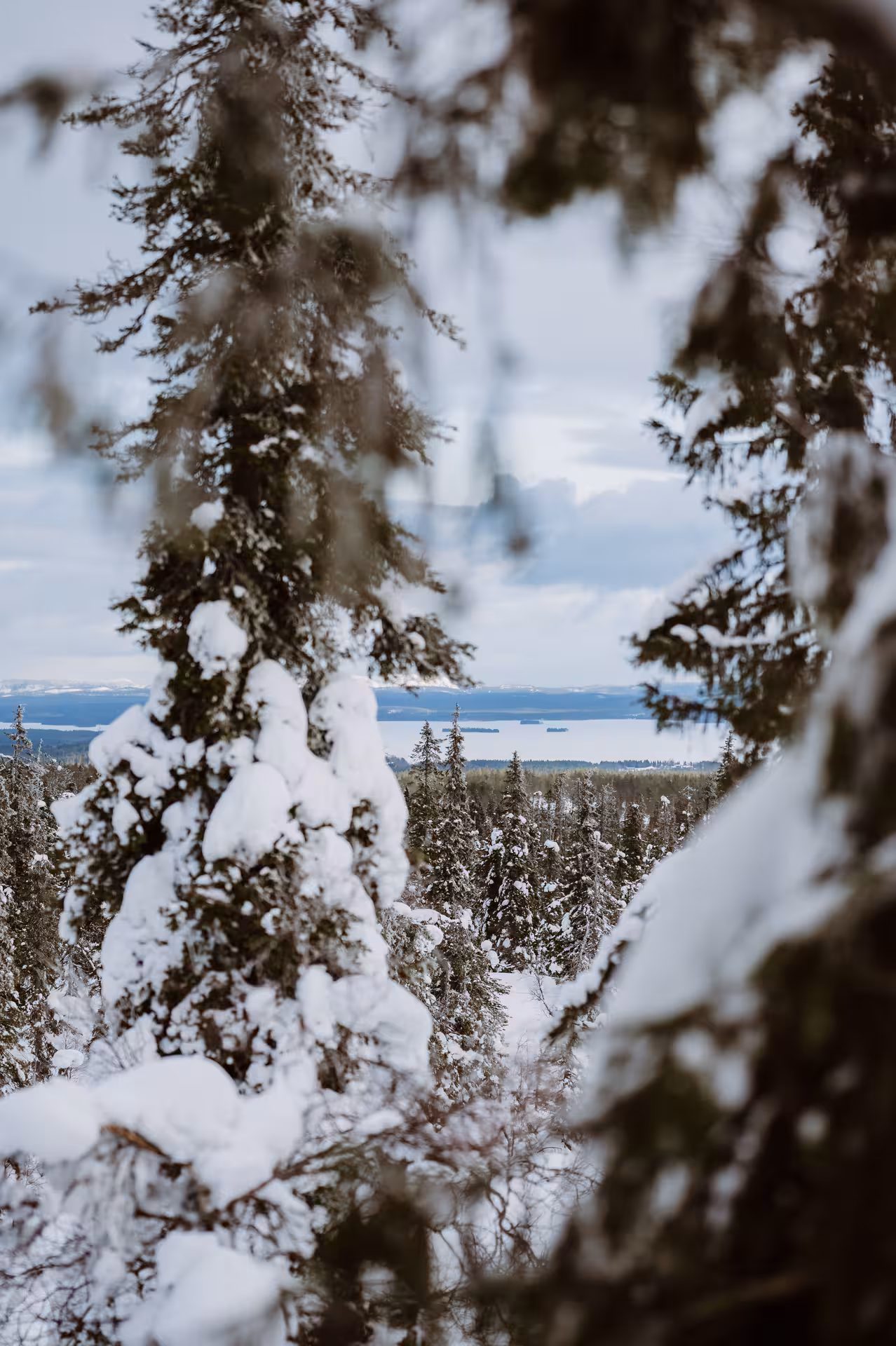 Scenic snowy forest with distant views of icy waters in Lapland, highlighting the beauty of a Lappish winter tour.