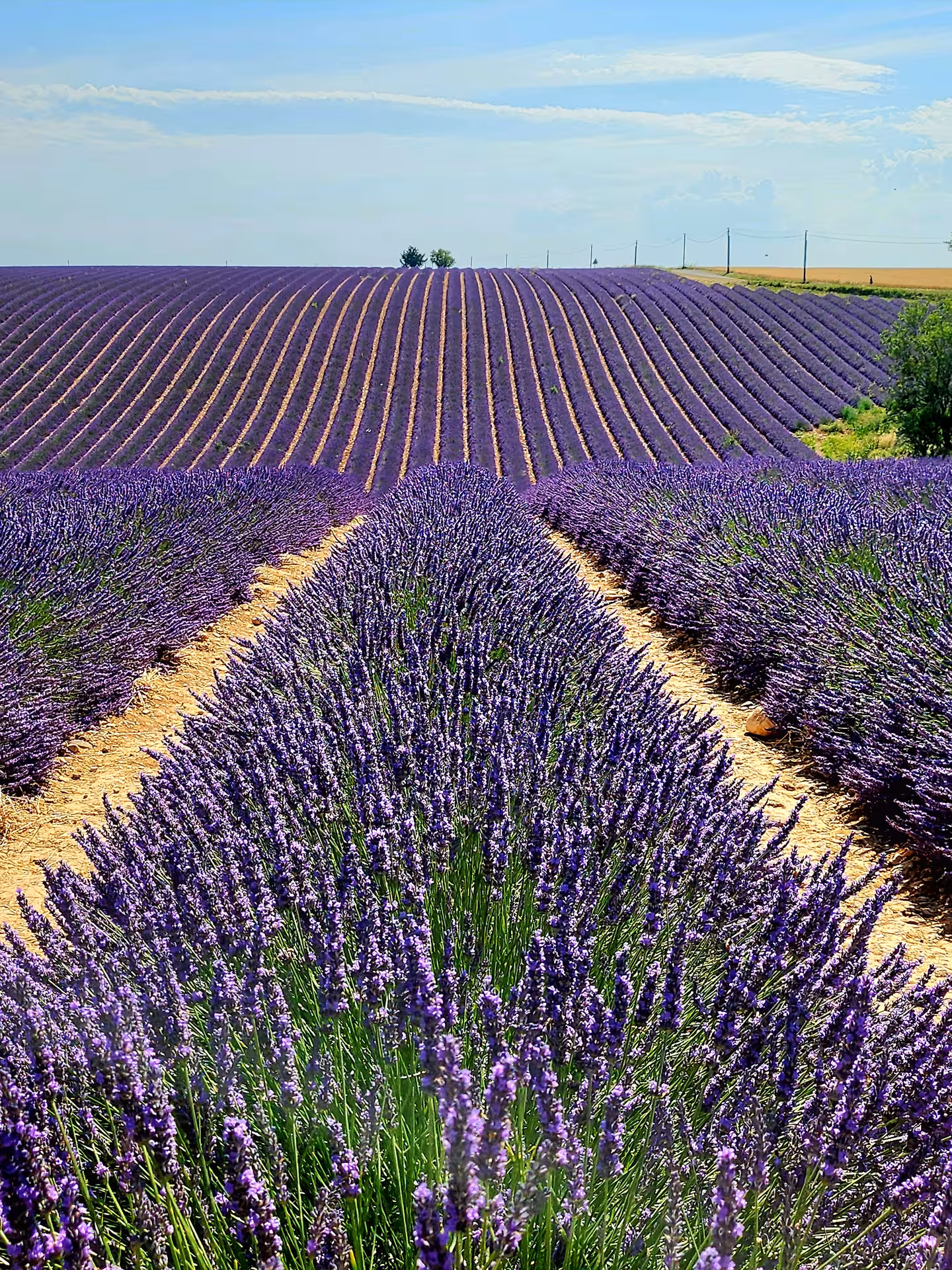 Expansive rows of blooming lavender under sunny skies, showcasing Provence's natural allure near Canyon of Verdon.