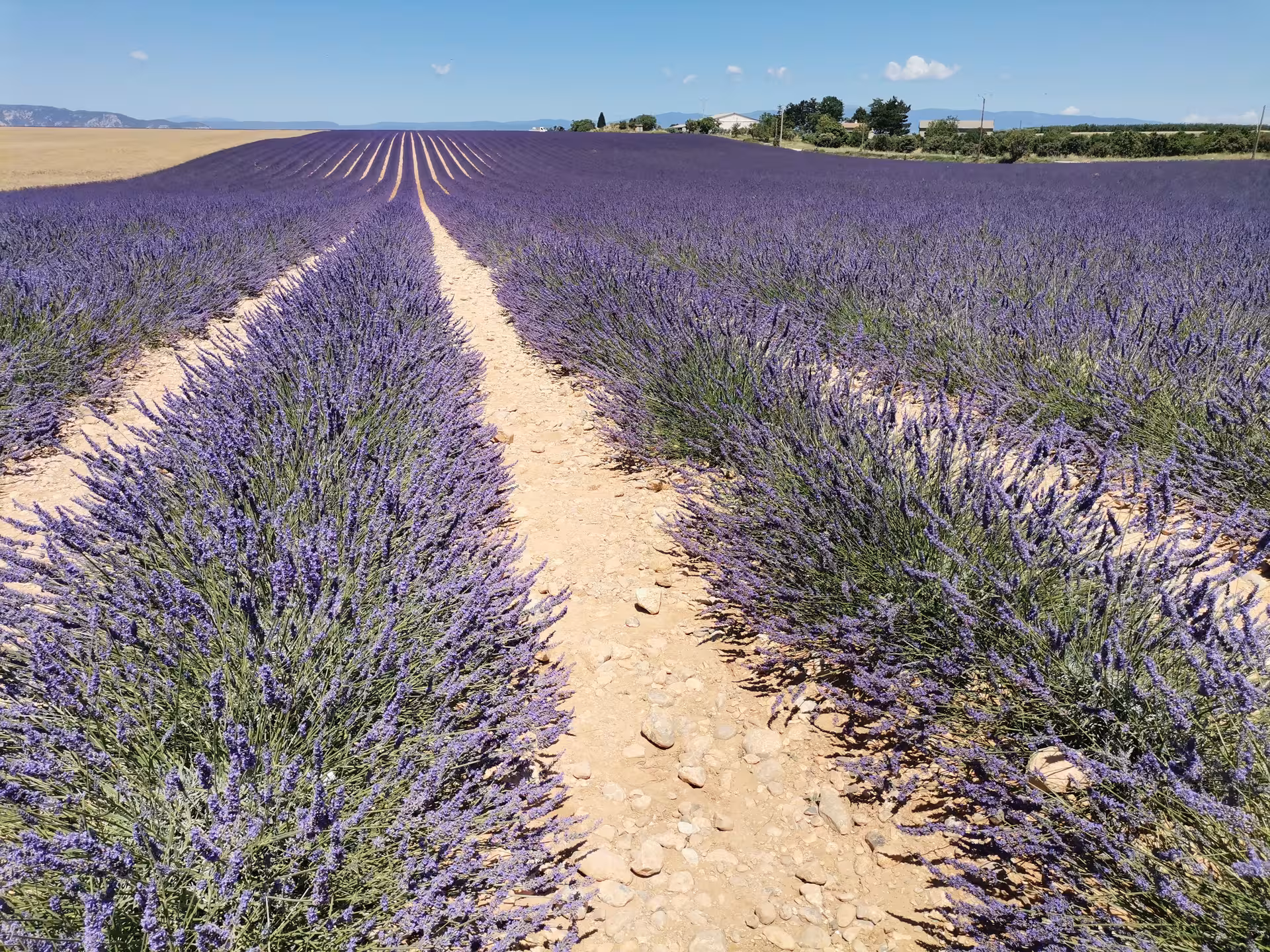 Scenic path through vibrant lavender rows in Provence, perfect for a unique lavender field experience and photos