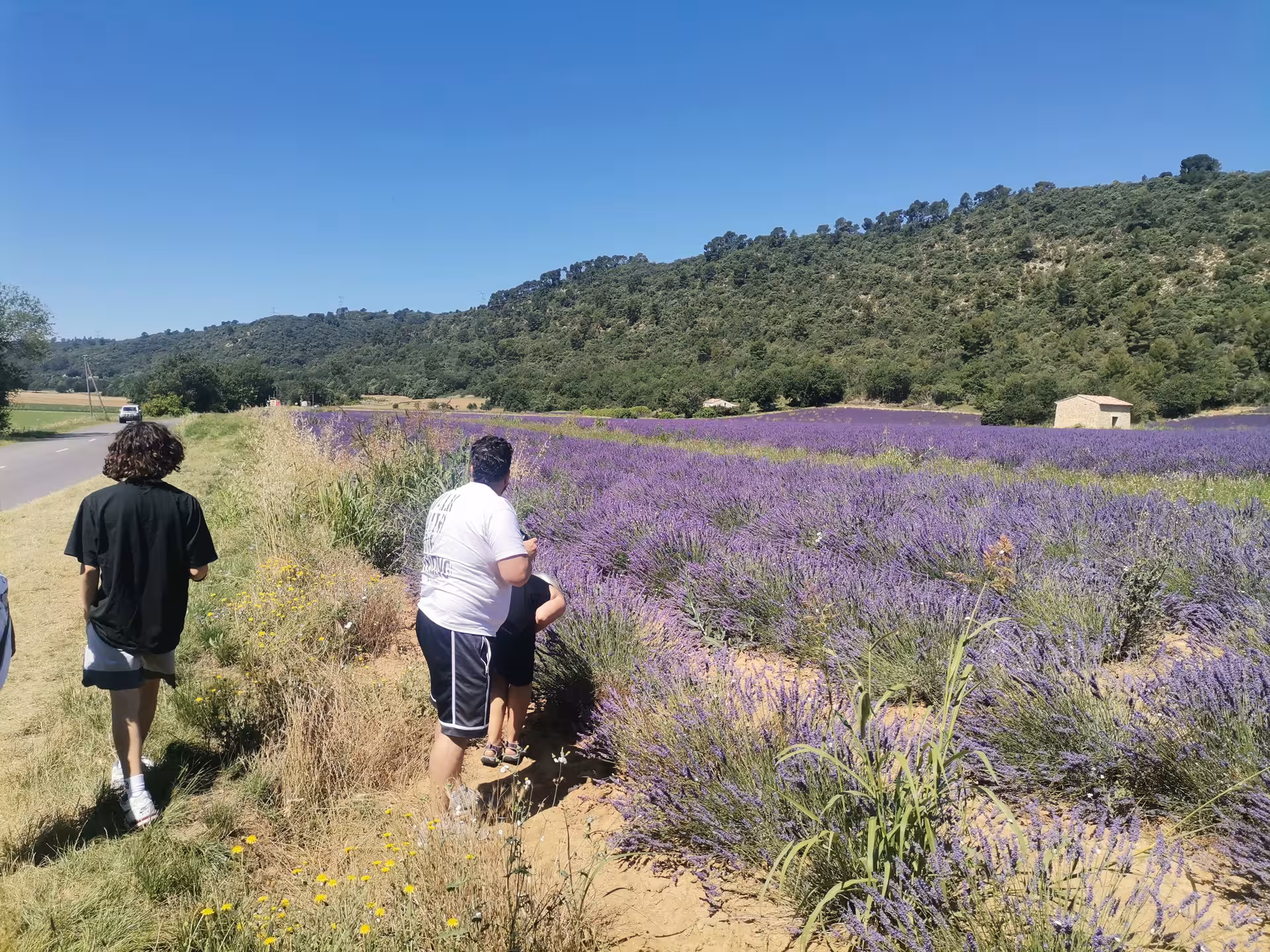 Visitors stroll beside blooming lavender rows on a Provence-style lavender field experience tour under blue skies