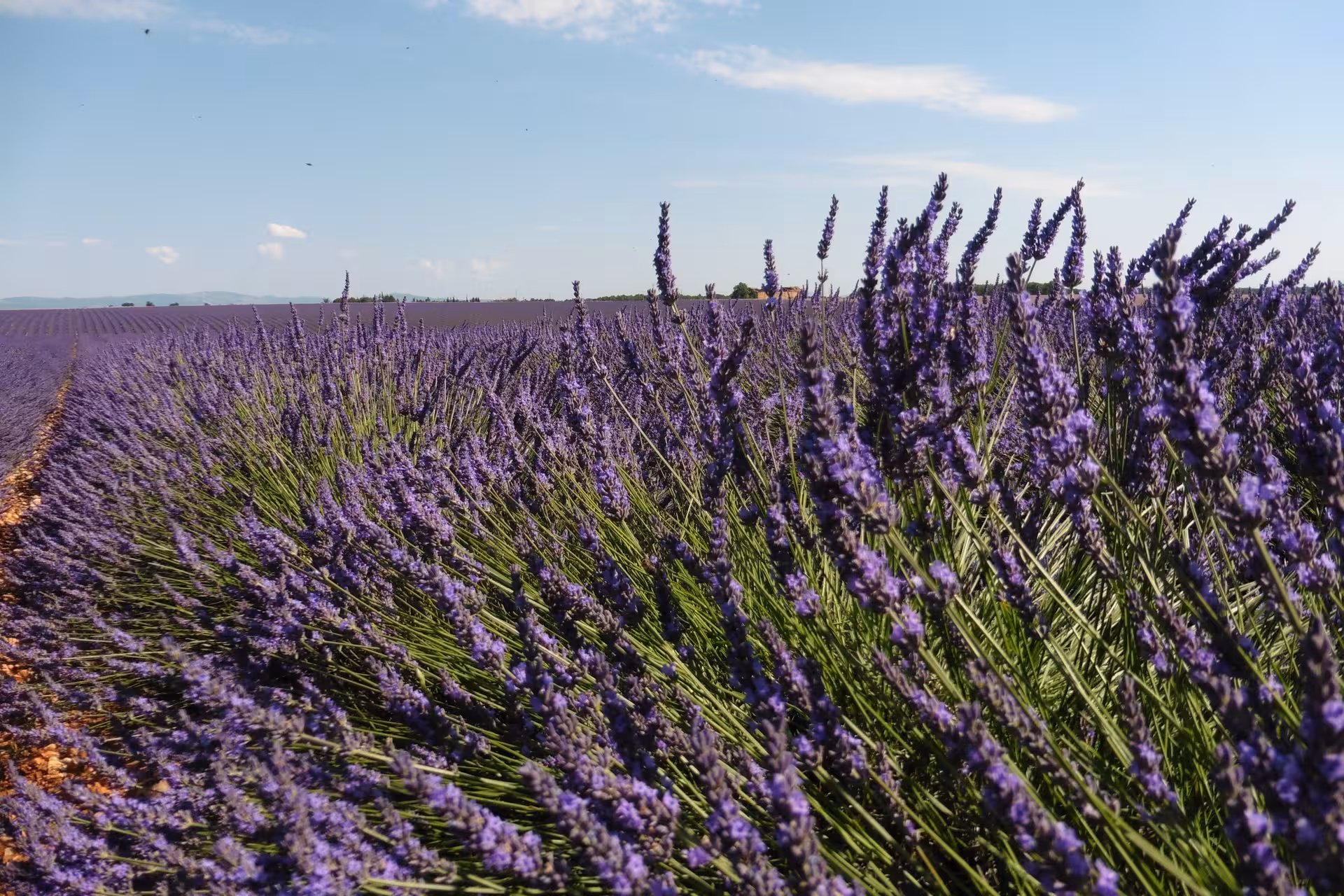 Close-up lavender rows stretching to the horizon under blue sky, ideal for a real lavender field tour and walk