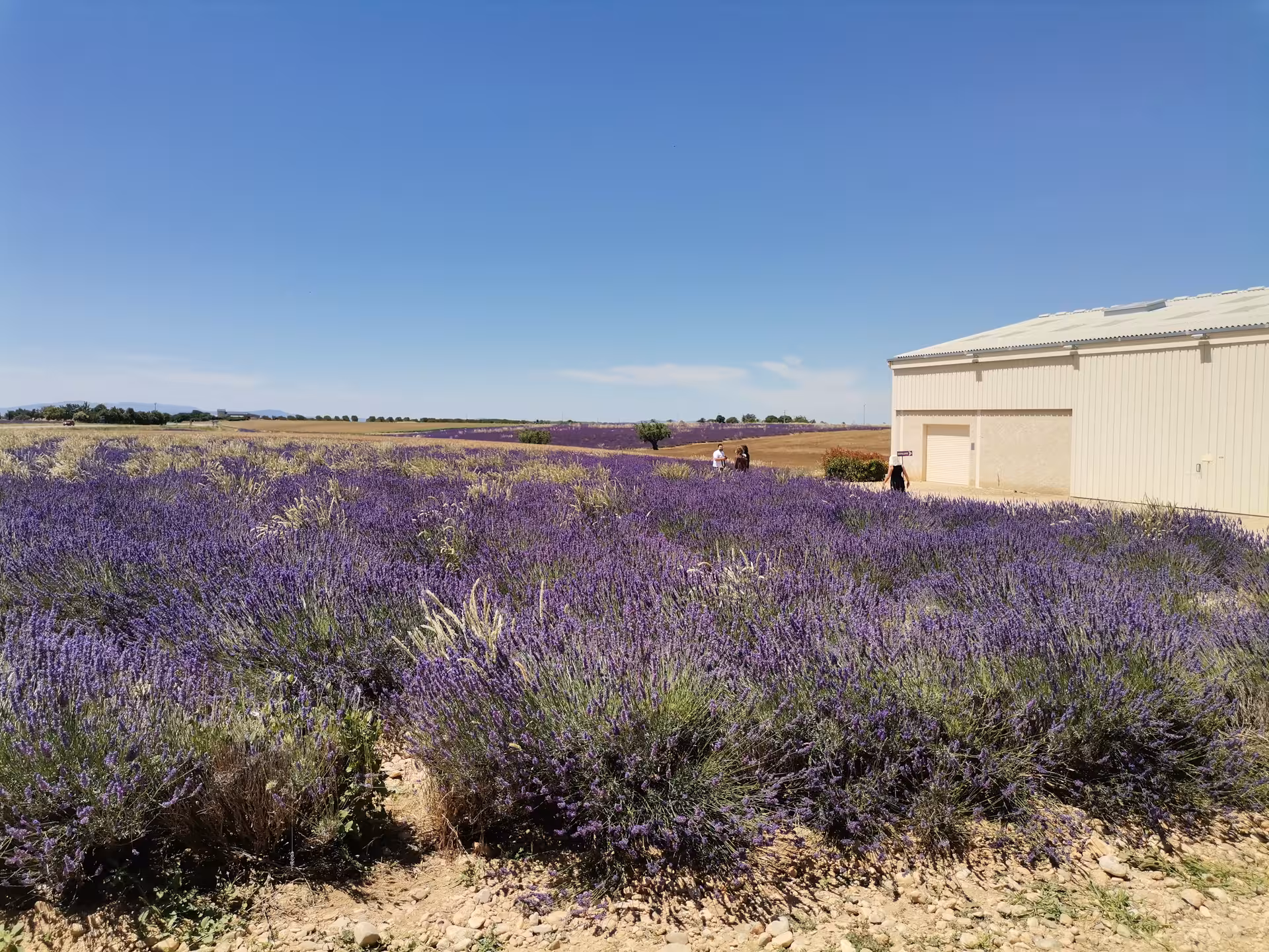 Wide lavender fields by a rustic farm building, perfect for a real lavender field experience and photo tour in summer