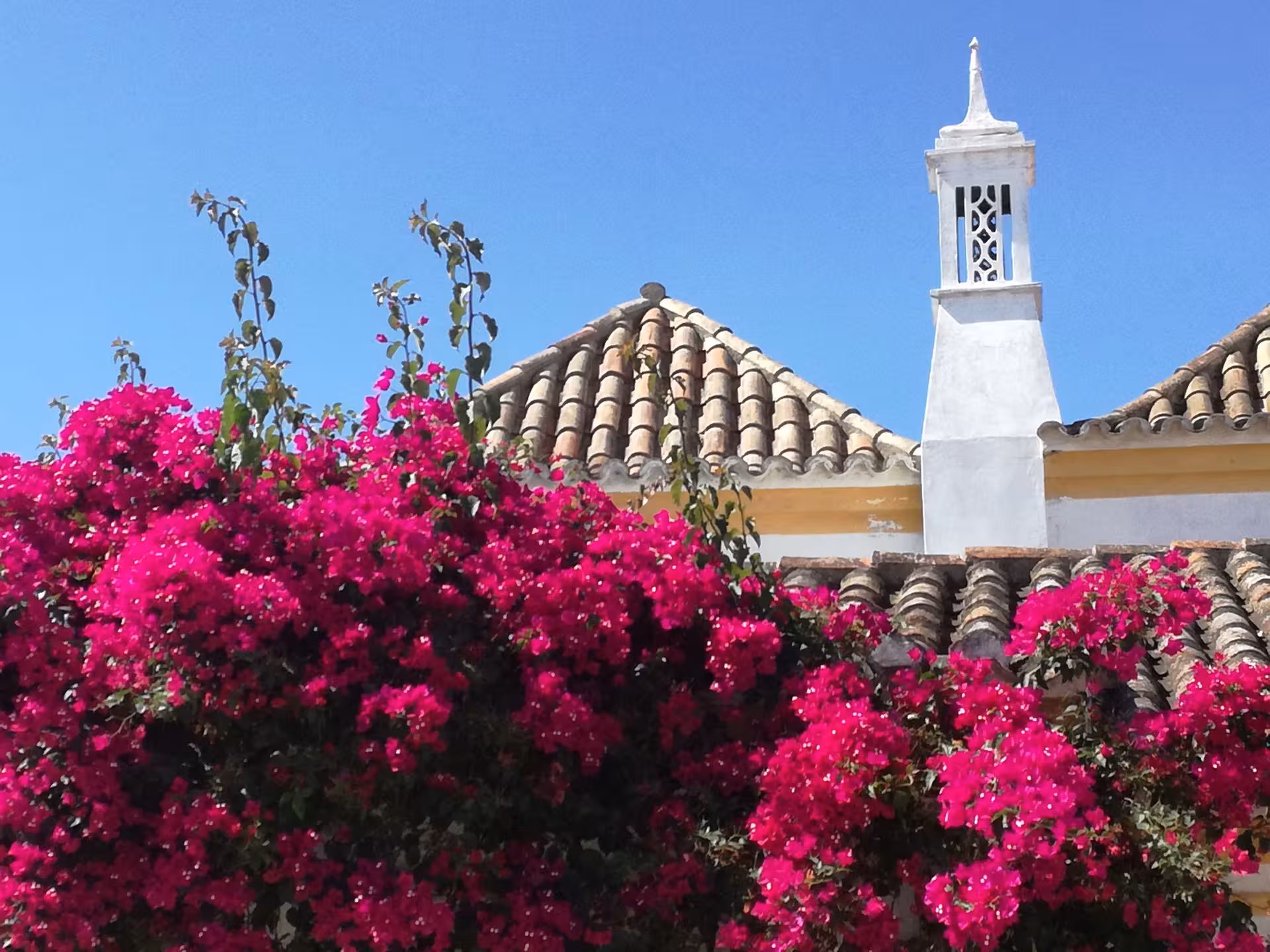 Bougainvillea in full bloom framing a traditional tiled rooftop and white chimney under clear Leeward Islands skies