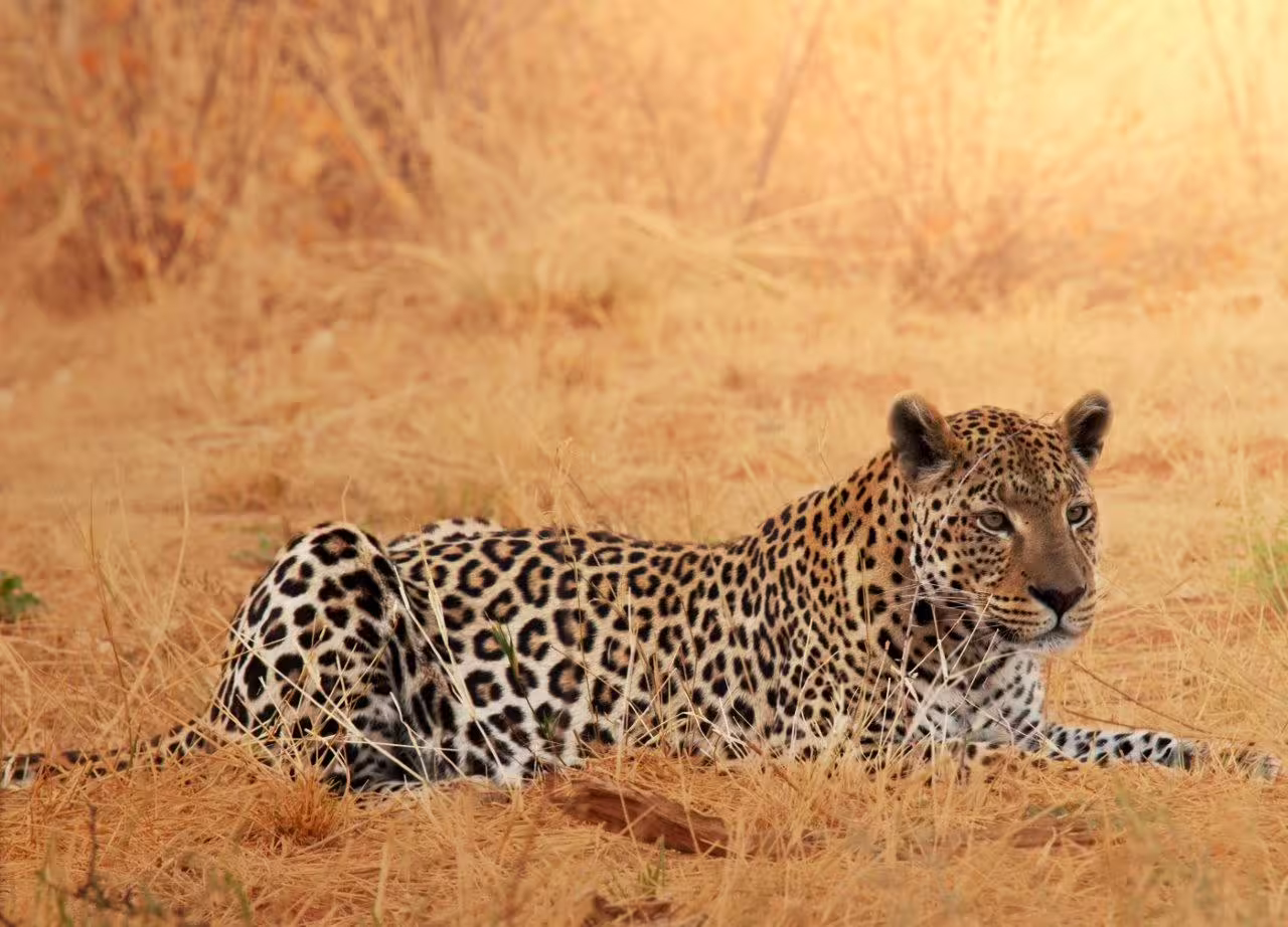 Leopard resting in the golden grasslands of Etosha National Park on a self-drive safari tour.