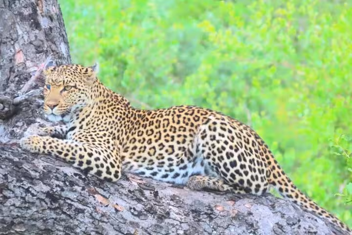 A majestic leopard rests on a tree branch amidst the vibrant foliage in Kruger National Park, ideal for a safari photo opportunity.