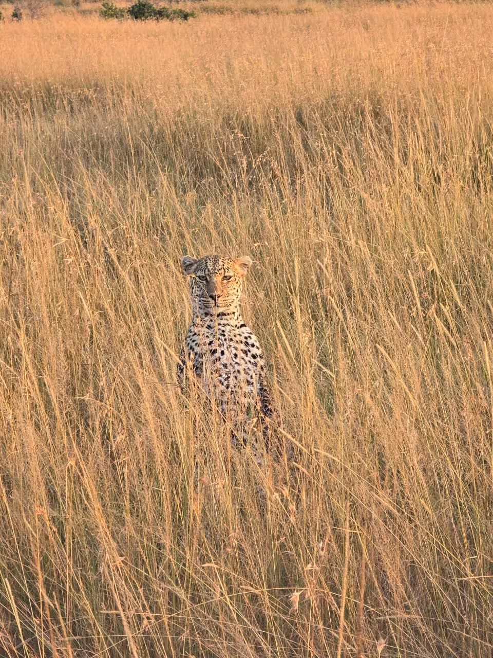 Majestic leopard camouflaged in the tall savannah grass, showcasing the thrilling safari aspect of the group tour package.