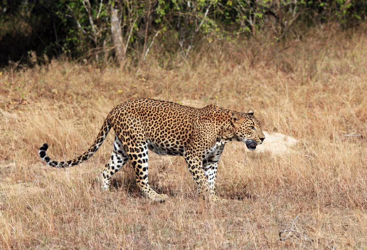Majestic leopard stealthily walks through the golden grasses of a South Asian savannah, showcasing wildlife diversity.