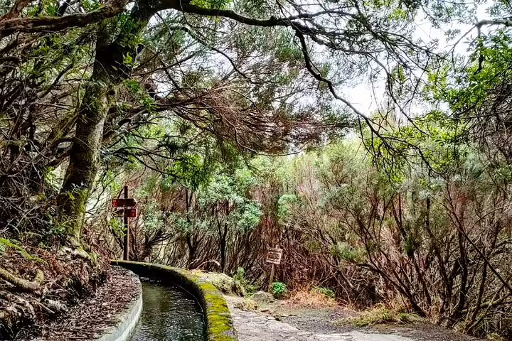 Lush forest path along Levada trail with serene water canal, perfect for self-guided hike in 25 Fontes & Risco.