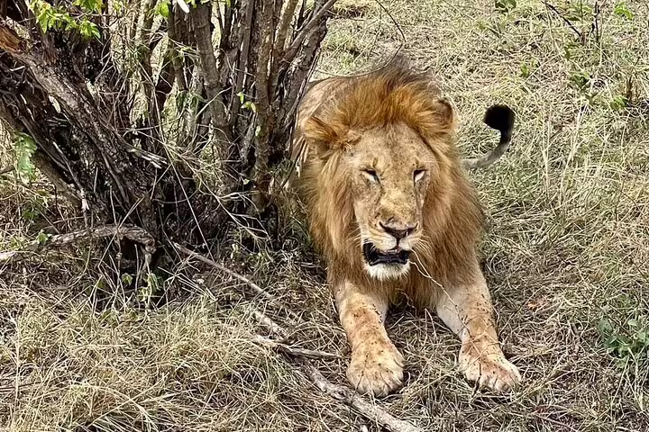 Close-up of a majestic lion resting in the grass at Masai Mara, perfect for 3-day Jeep safari wildlife encounters.