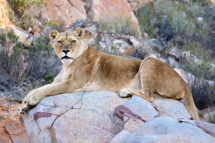 Majestic lioness resting on rocks in Aquila Game Reserve, a highlight of the safari with wine tasting experience.