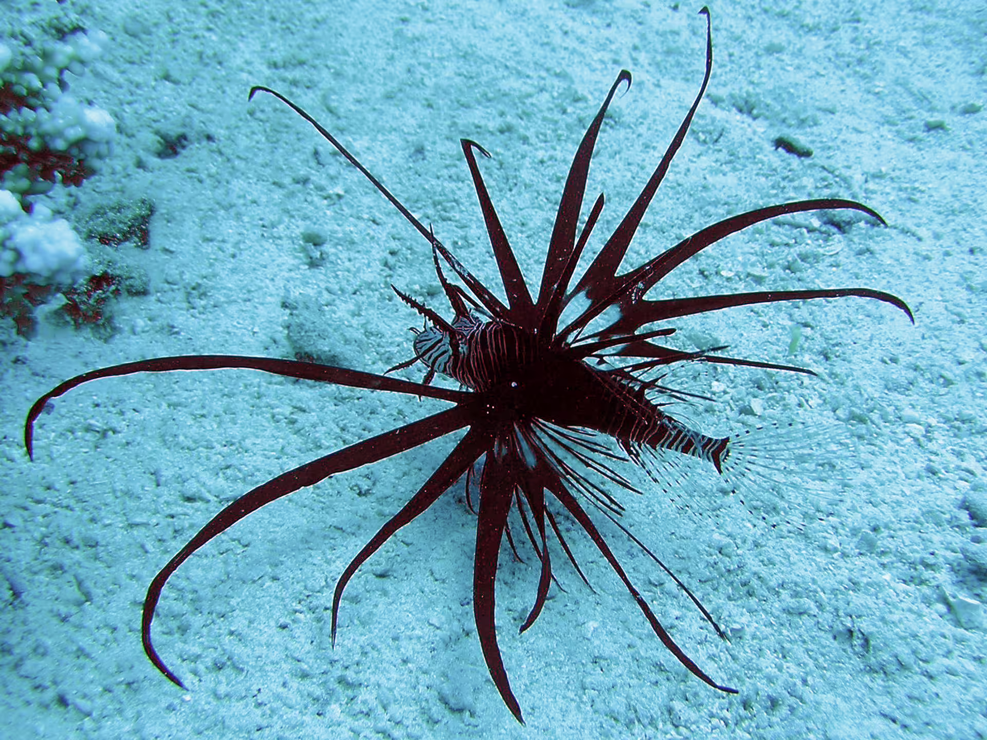 Lionfish over sandy seabed in Abu Dabbab Bay, Red Sea snorkeling tour from Hurghada with reef wildlife